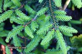 Attēlu rezultāti vaicājumam “Picea orientalis”