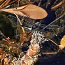 Attēlu rezultāti vaicājumam “Leucorrhinia albifrons female”