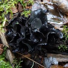 Attēlu rezultāti vaicājumam “Inonotus leporinus”