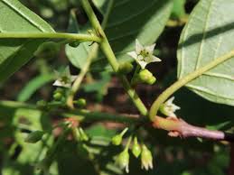Attēlu rezultāti vaicājumam “Frangula alnus flower”