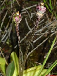 Attēlu rezultāti vaicājumam “Pinguicula vulgaris”