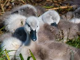 Attēlu rezultāti vaicājumam “Cygnus olor juvenile”