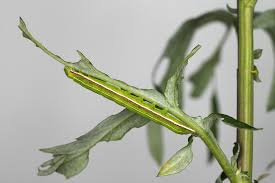 Attēlu rezultāti vaicājumam “Eucarta virgo”