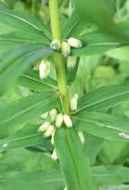 Attēlu rezultāti vaicājumam “Polygonatum verticillatum leaf”