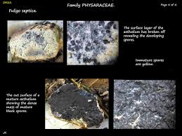 Attēlu rezultāti vaicājumam “Fuligo septica var. candida spores”