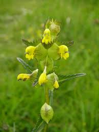 Attēlu rezultāti vaicājumam “Rhinanthus minor”