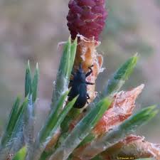 Attēlu rezultāti vaicājumam “Magdalis sp.”