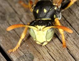 Attēlu rezultāti vaicājumam “Polistes”