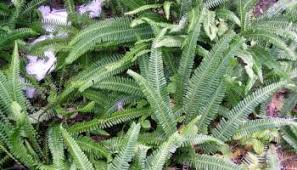 Attēlu rezultāti vaicājumam “Schistidium robustum sporophyte”