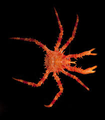 Image result for Lithodes maja