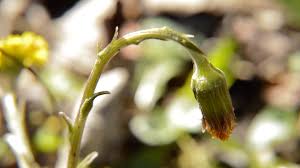 Attēlu rezultāti vaicājumam “Tussilago farfara bud”