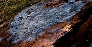 Attēlu rezultāti vaicājumam “Anomoporia bombycina”