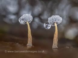 Attēlu rezultāti vaicājumam “Diderma montanum var. album macro”