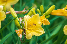 Attēlu rezultāti vaicājumam “Hemerocallis lilioasphodelus flower”