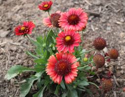 Image result for Gaillardia