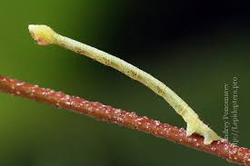 Attēlu rezultāti vaicājumam “Electrophaes corylata”