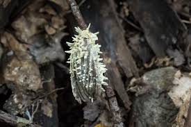 Attēlu rezultāti vaicājumam “Akanthomyces aculeatus”