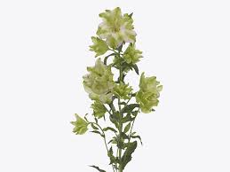 Image result for Campanula formanekiana