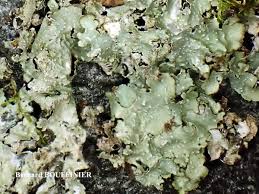 Attēlu rezultāti vaicājumam “Cetrelia olivetorum”