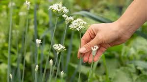 Image result for Schnittknoblauch