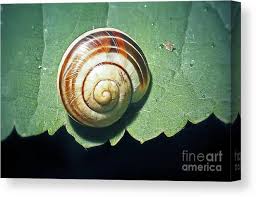 Attēlu rezultāti vaicājumam “Cepaea hortensis”