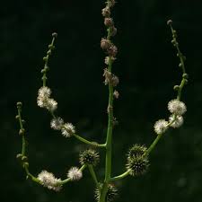 Attēlu rezultāti vaicājumam “Sparganium erectum aggr. flower”