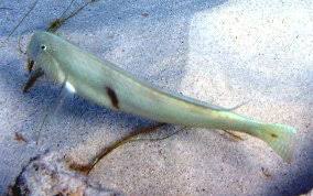 Image result for Xyrichtys novacula