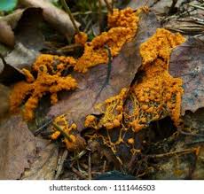 Attēlu rezultāti vaicājumam “Physarum diderma macro”