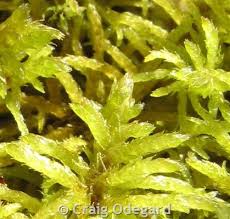 Attēlu rezultāti vaicājumam “Helodium blandowii”