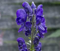 Attēlu rezultāti vaicājumam “Aconitum napellus flower”