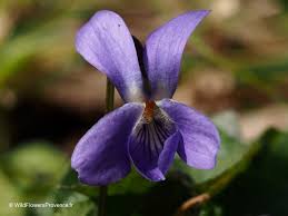 Attēlu rezultāti vaicājumam “Viola odorata flower”