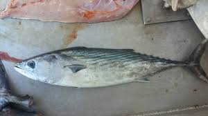 Image result for Sarda sarda