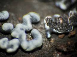 Attēlu rezultāti vaicājumam “Colloderma sp.”