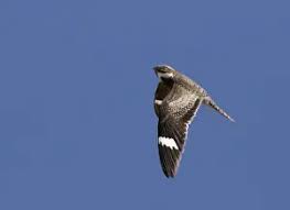 Image result for Chordeiles minor