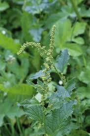 Attēlu rezultāti vaicājumam “Chenopodium bonus-henricus leaf”