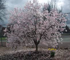 Attēlu rezultāti vaicājumam “Magnolia x loebneri flower”