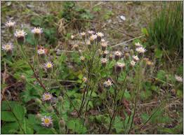 Attēlu rezultāti vaicājumam “Erigeron acris flower”