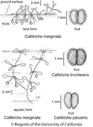 Attēlu rezultāti vaicājumam “Callitriche verna”