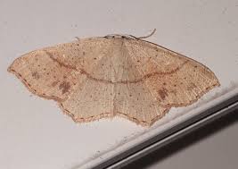 Attēlu rezultāti vaicājumam “Cyclophora punctaria”