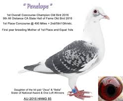 Image result for Abbeyton & Broomfield Racing Pigeons