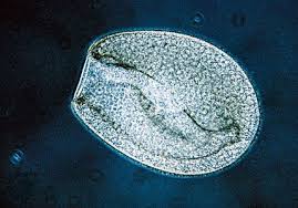 Attēlu rezultāti vaicājumam “Heterotrichia oerstedii (syn. Arcyria oerstedii) sessile”