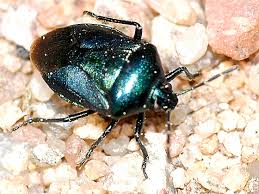 Attēlu rezultāti vaicājumam “Zicrona caerulea”