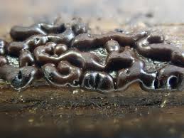 Attēlu rezultāti vaicājumam “Phellinus nigrolimitatus”