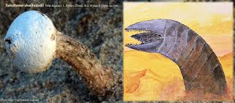 Attēlu rezultāti vaicājumam “Didymium verrucisporum stalked”