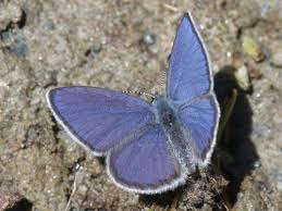 Attēlu rezultāti vaicājumam “Vacciniina optilete underside”