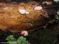 Attēlu rezultāti vaicājumam “Reticularia jurana”