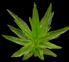 Attēlu rezultāti vaicājumam “Atrichum undulatum”