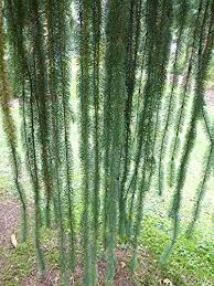 Attēlu rezultāti vaicājumam “Picea abies fo. virgata”