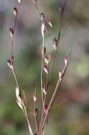 Attēlu rezultāti vaicājumam “Juncus bufonius fruit”