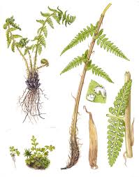 Attēlu rezultāti vaicājumam “Athyrium filix-femina”